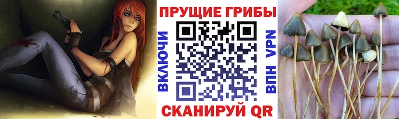 Псилоцибиновые грибы прущие грибы  Купить где  Ершов 
